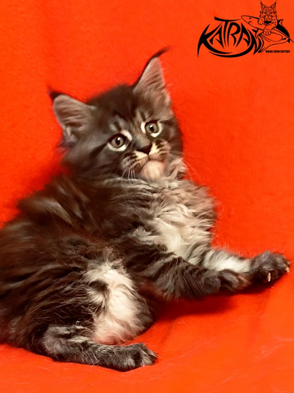 Katran Parker - Kitten maine-coon 1 month 1.5 week