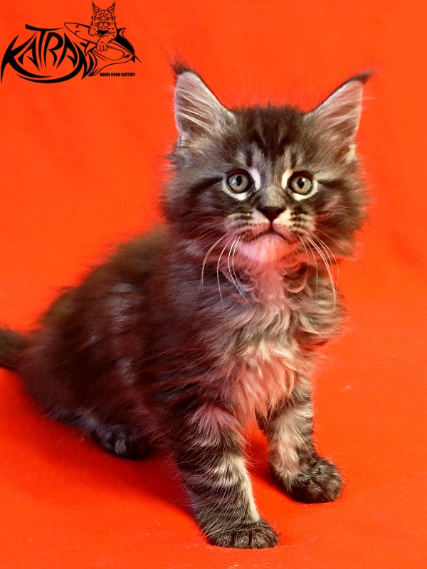 Katran Parker - Kitten maine-coon 1 month 1.5 week