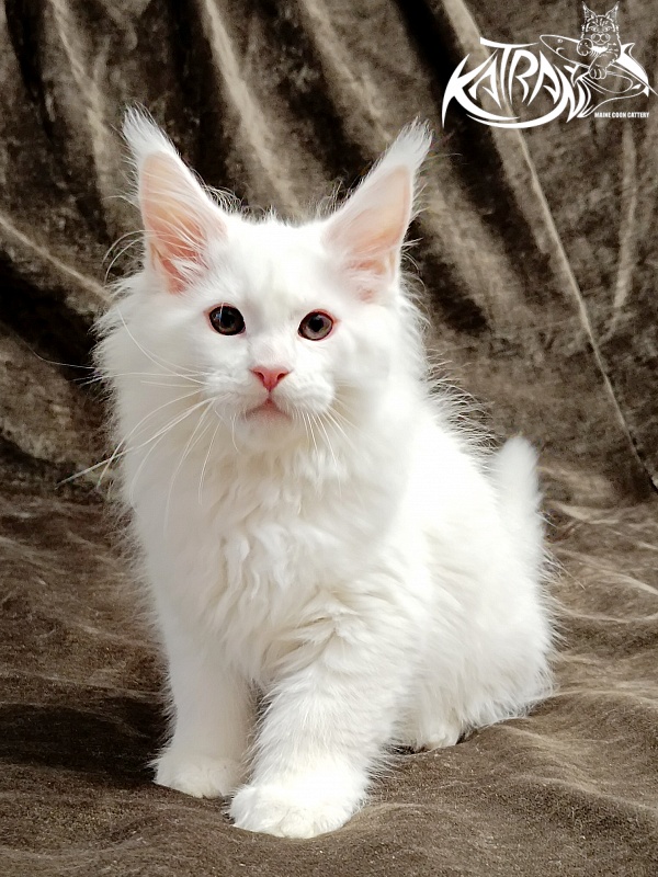 Katran Pegasus - Kitten maine-coon 2 months
