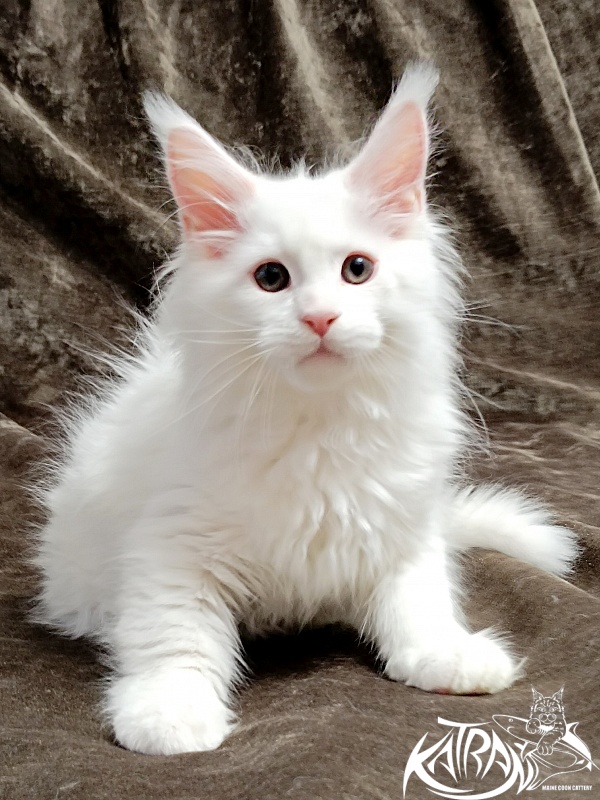 Katran Pegasus - Kitten maine-coon 2 months