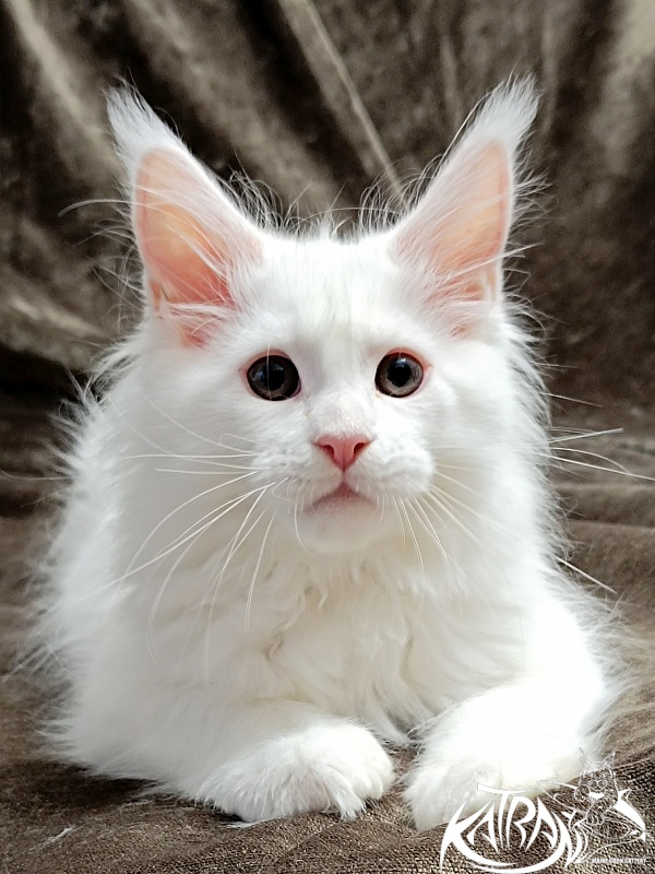 Katran Pegasus - Kitten maine-coon 2 months