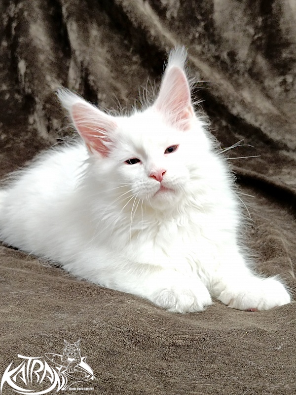 Katran Pegasus - Kitten maine-coon 2 months