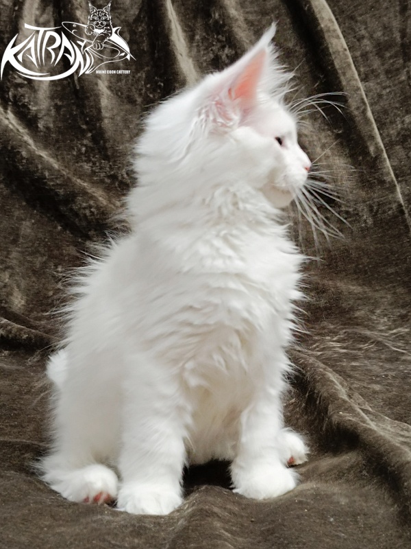 Katran Pegasus - Kitten maine-coon 2 months