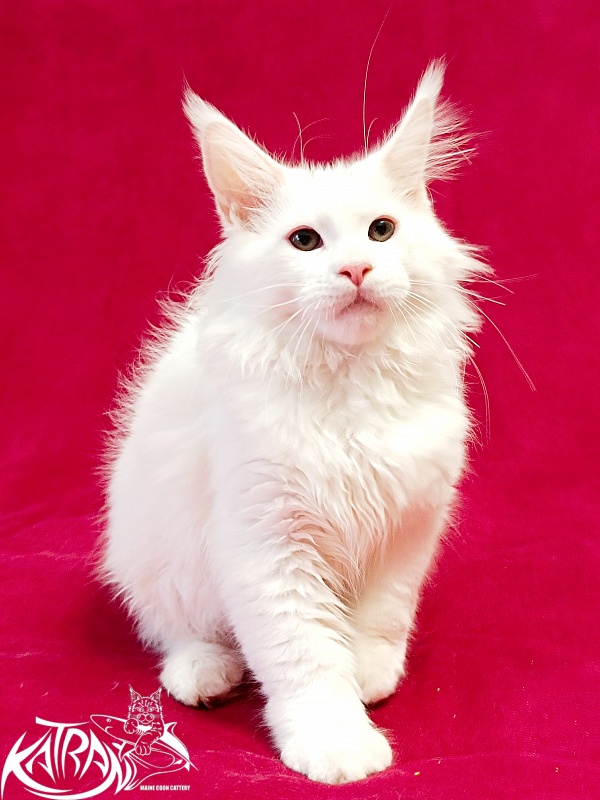 Katran Pegasus - Kitten maine-coon 3 months