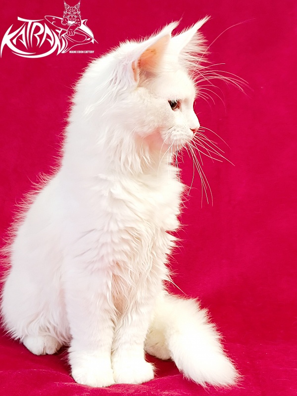 Katran Pegasus - Kitten maine-coon 3 months