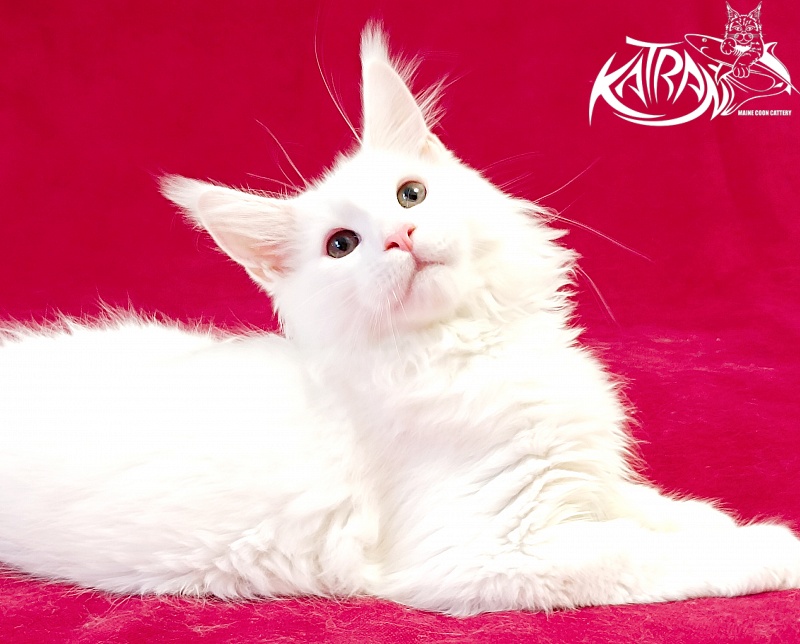 Katran Pegasus - Kitten maine-coon 3 months
