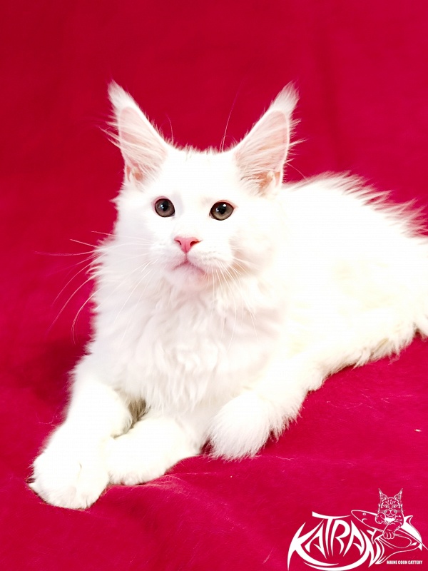 Katran Pegasus - Kitten maine-coon 3 months