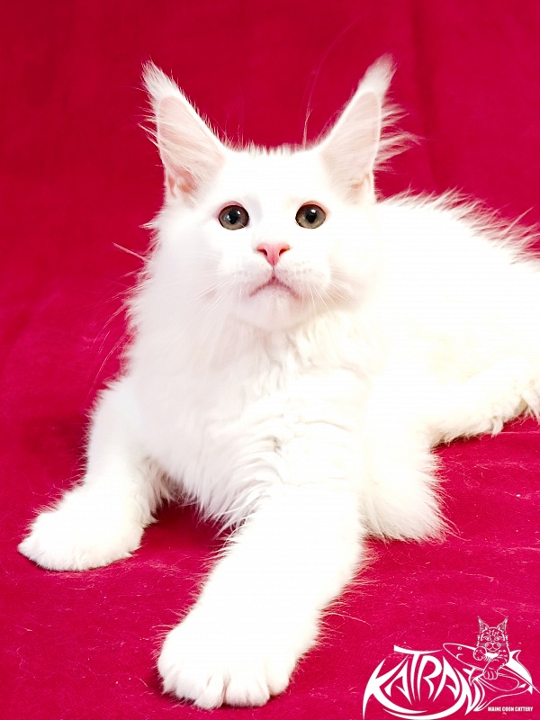 Katran Pegasus - Kitten maine-coon 3 months