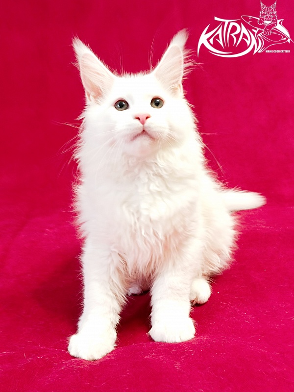 Katran Pegasus - Kitten maine-coon 3 months