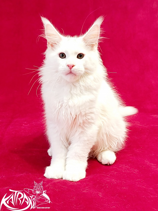 Katran Pegasus - Kitten maine-coon 3 months