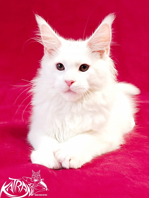 Katran Pegasus - Kitten maine-coon 3 months