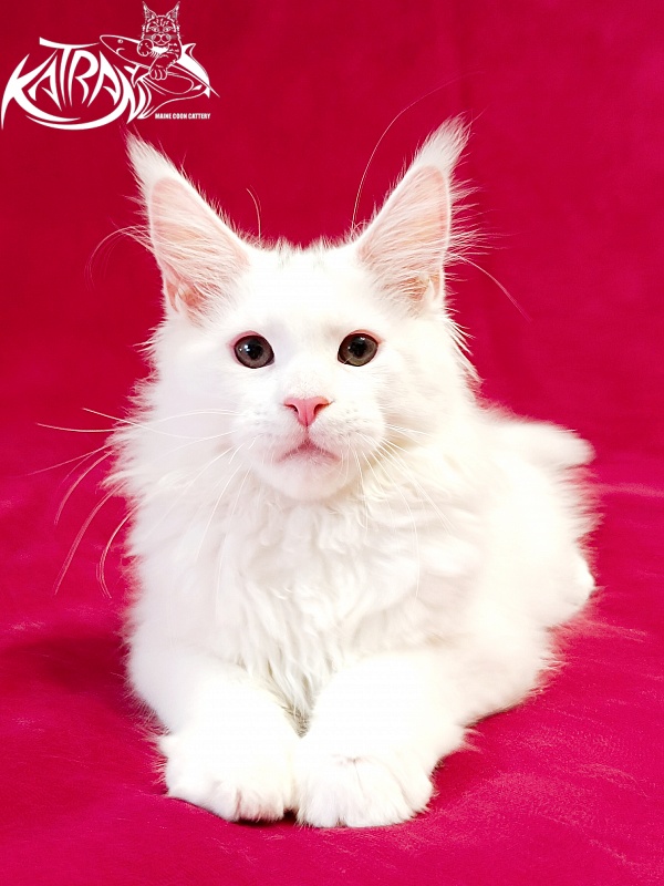 Katran Pegasus - Kitten maine-coon 3 months