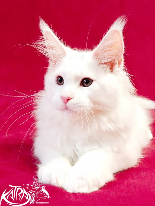 Katran Pegasus - Kitten maine-coon 3 months