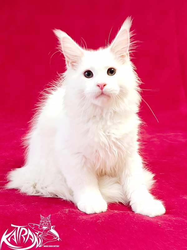 Katran Pegasus - Kitten maine-coon 3 months