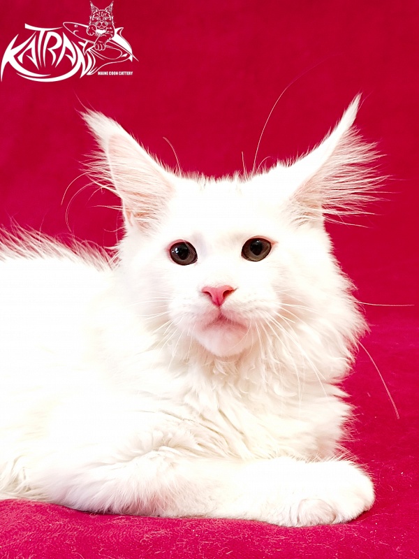 Katran Pegasus - Kitten maine-coon 3 months