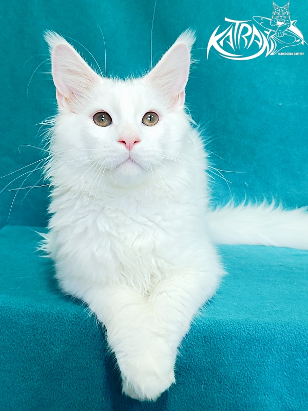 Katran Pegasus - Kitten maine-coon 4 months