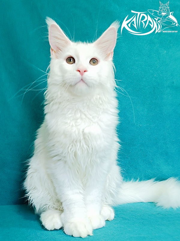 Katran Pegasus - Kitten maine-coon 4 months
