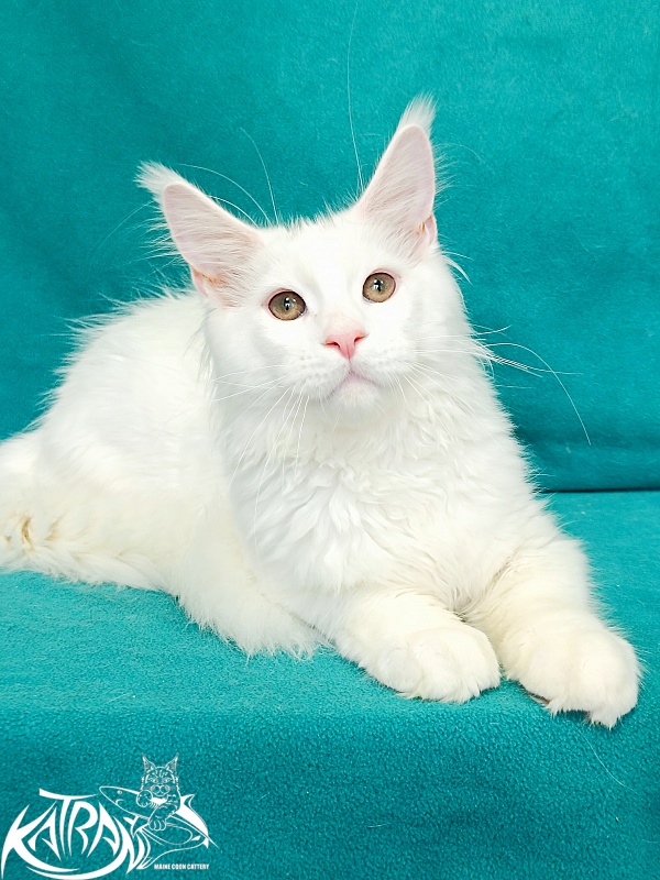 Katran Pegasus - Kitten maine-coon 4 months