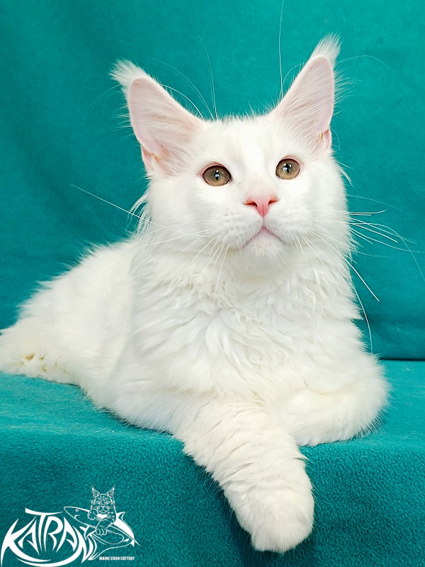 Katran Pegasus - Kitten maine-coon 4 months