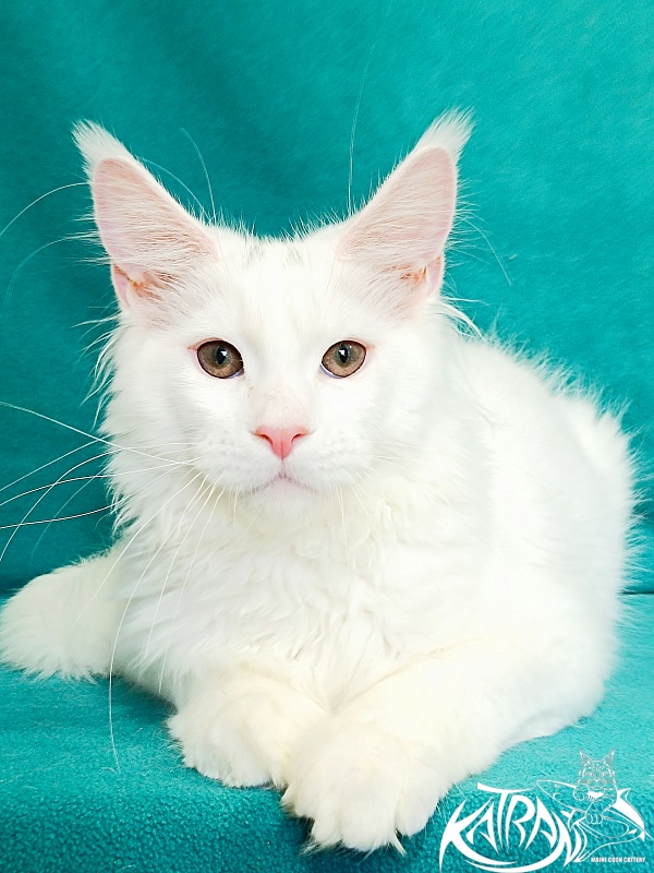 Katran Pegasus - Kitten maine-coon 4 months