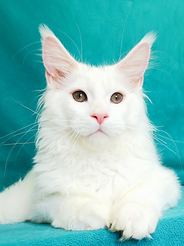 Katran Pegasus - Kitten maine-coon 4 months