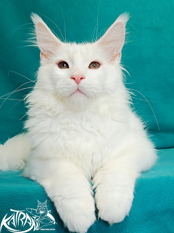 Katran Pegasus - Kitten maine-coon 4 months