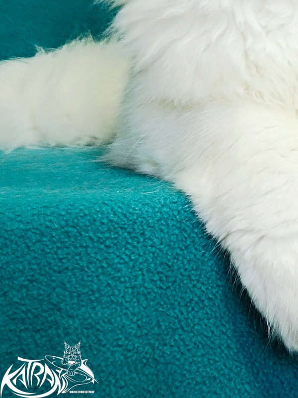 Katran Pegasus - Kitten maine-coon 4 months