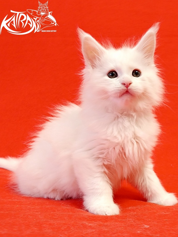 Katran Pegasus - Kitten maine-coon 1 month 1.5 week