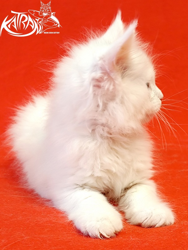 Katran Pegasus - Kitten maine-coon 1 month 1.5 week