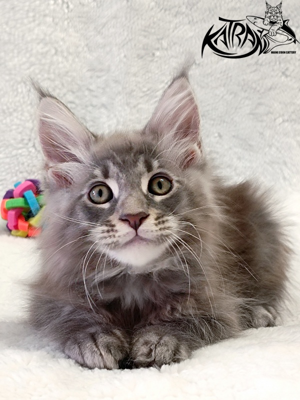 Katran Quasar King - Kitten maine-coon 2 months