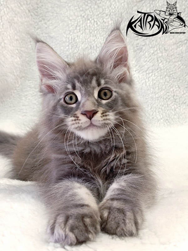 Katran Quasar King - Kitten maine-coon 2 months