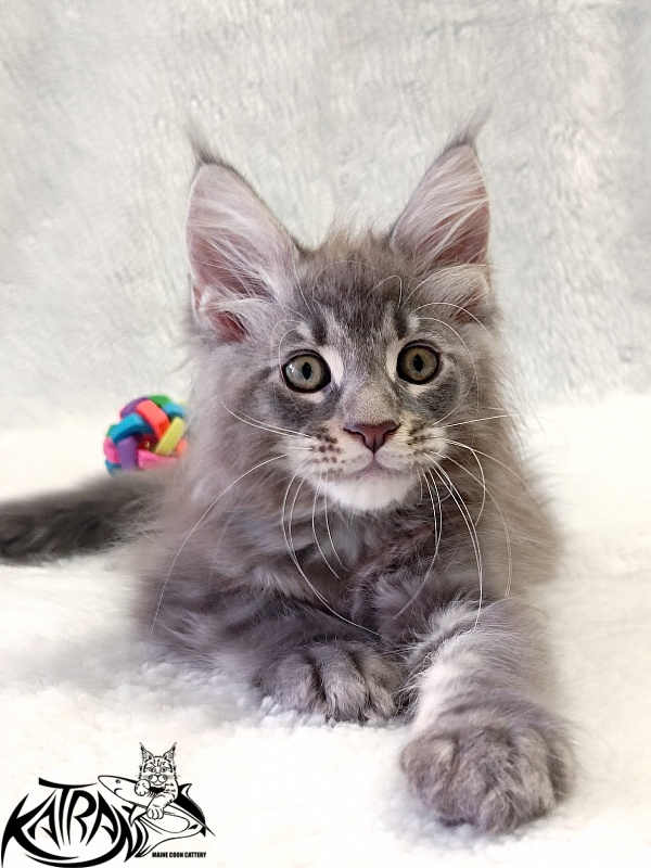 Katran Quasar King - Kitten maine-coon 2 months