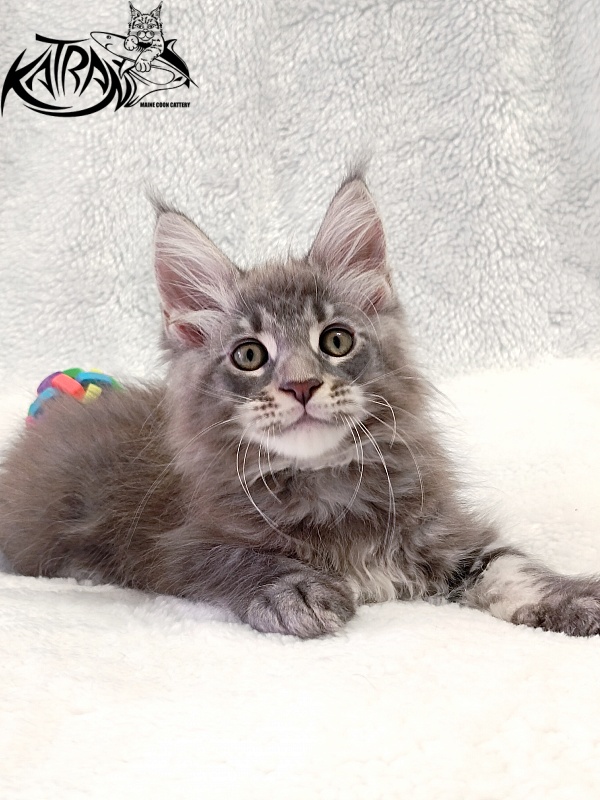 Katran Quasar King - Kitten maine-coon 2 months