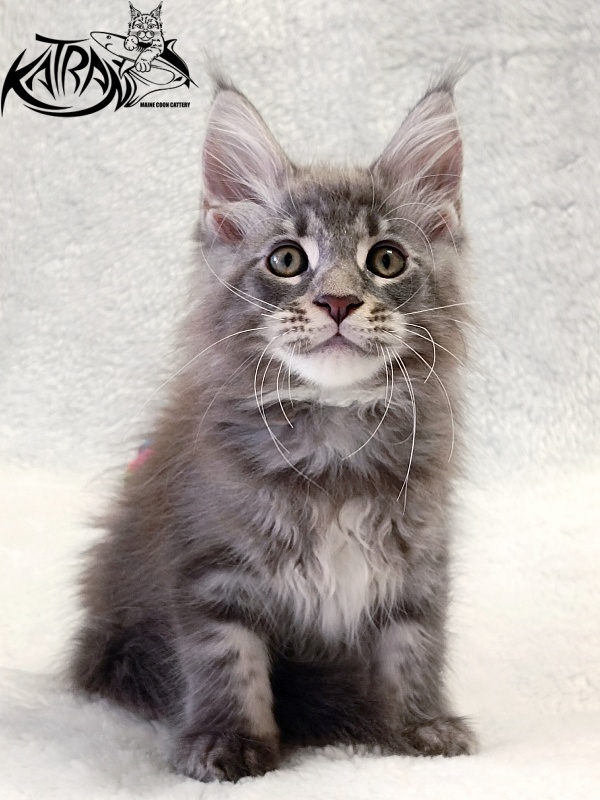 Katran Quasar King - Kitten maine-coon 2 months