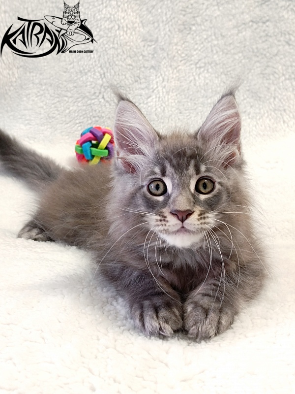 Katran Quasar King - Kitten maine-coon 2 months