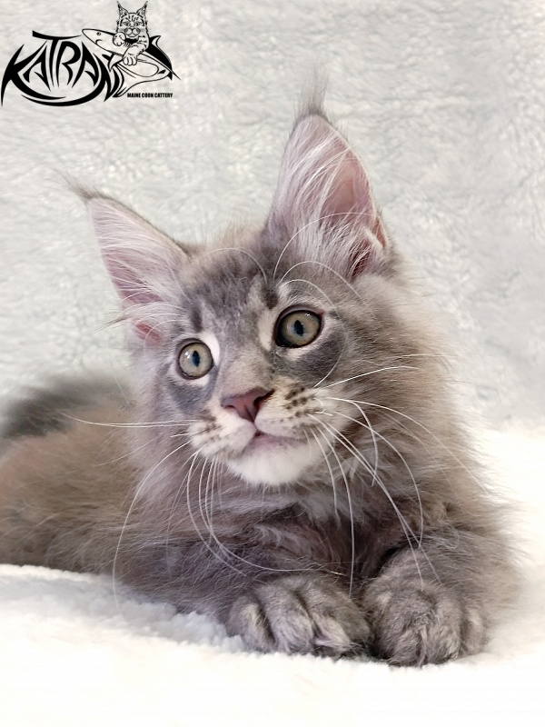 Katran Quasar King - Kitten maine-coon 2 months