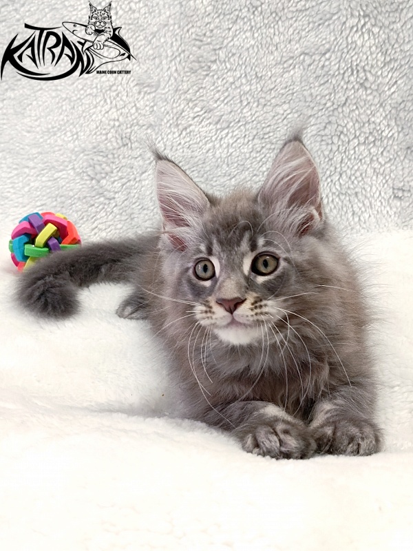 Katran Quasar King - Kitten maine-coon 2 months
