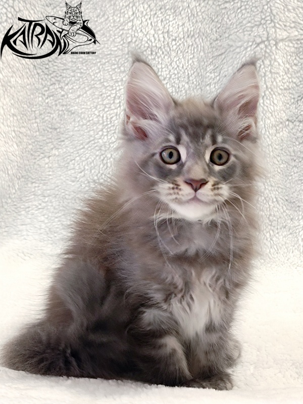 Katran Quasar King - Kitten maine-coon 2 months