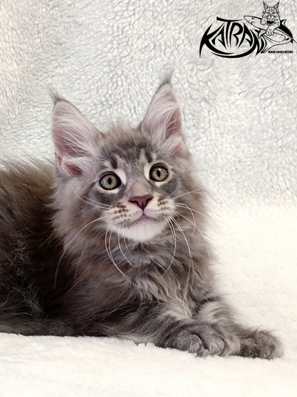 Katran Quasar King - Kitten maine-coon 2 months