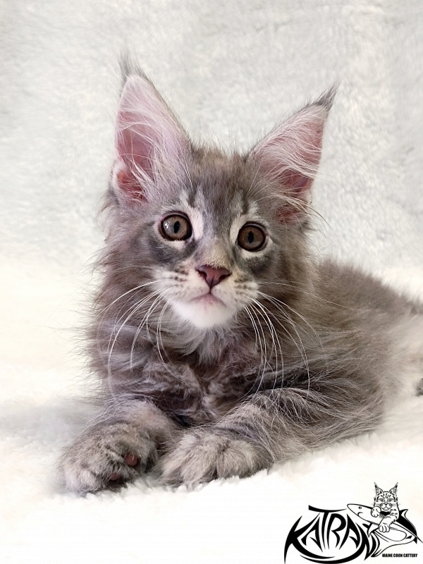Katran Quartz Beauty - Kitten maine-coon 2 months