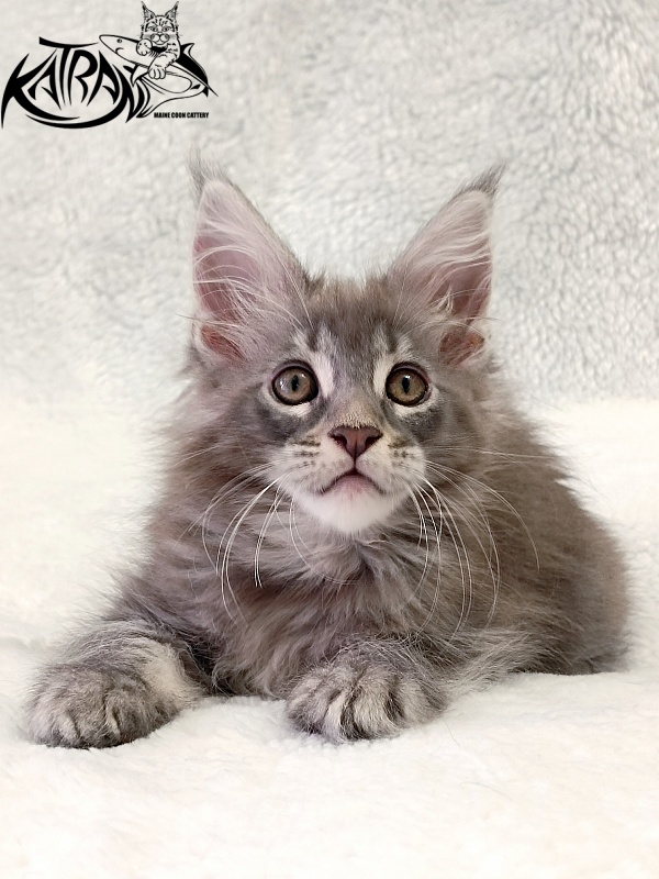 Katran Quartz Beauty - Kitten maine-coon 2 months