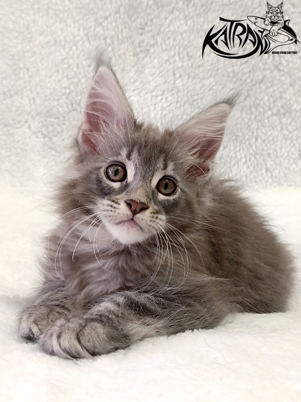 Katran Quartz Beauty - Kitten maine-coon 2 months