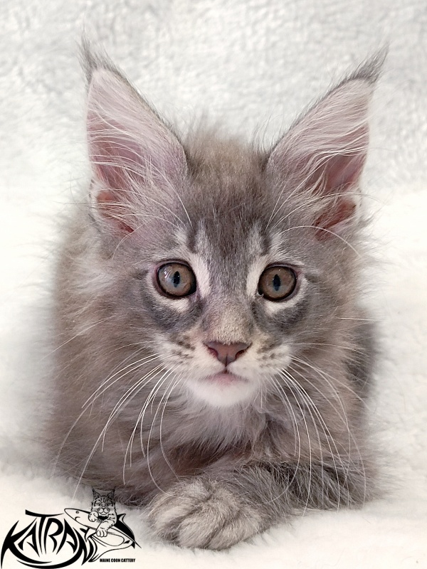 Katran Quartz Beauty - Kitten maine-coon 2 months