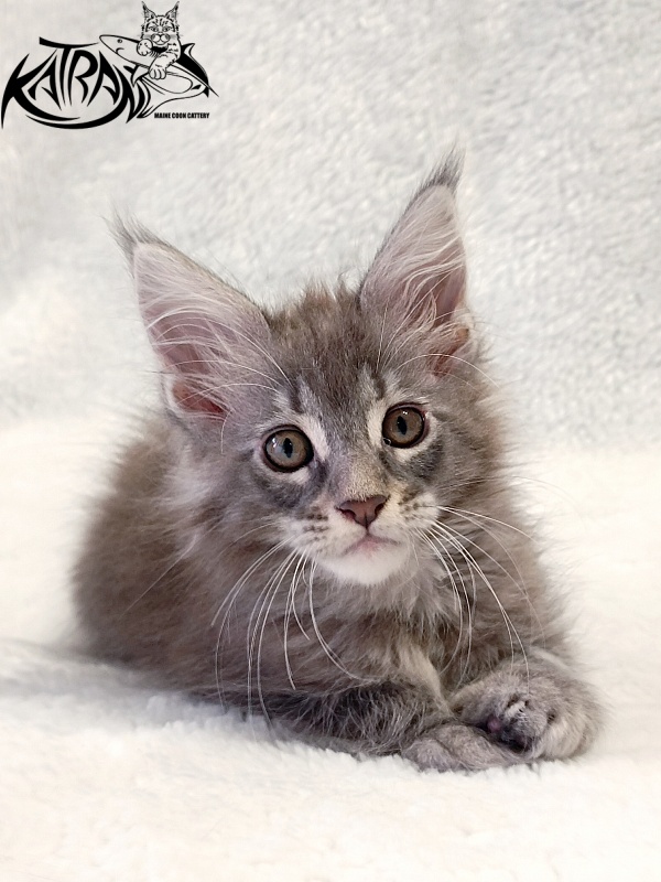 Katran Quartz Beauty - Kitten maine-coon 2 months
