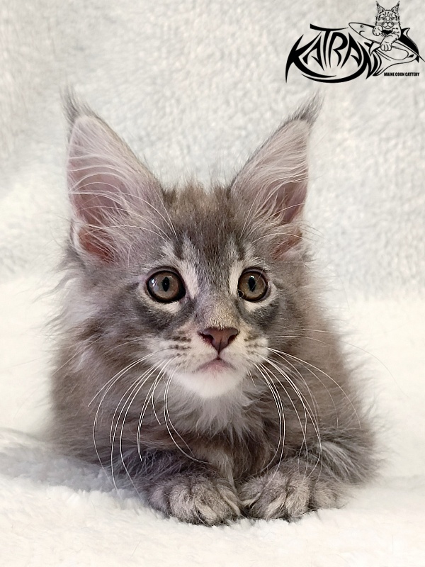 Katran Quartz Beauty - Kitten maine-coon 2 months