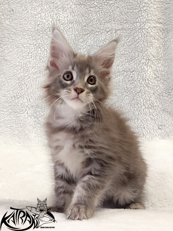 Katran Quartz Beauty - Kitten maine-coon 2 months