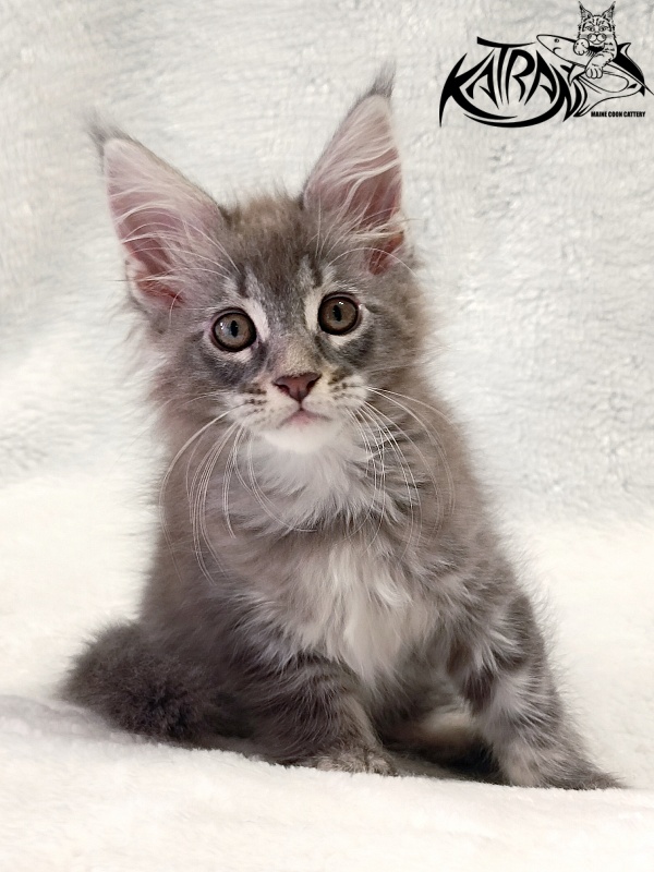 Katran Quartz Beauty - Kitten maine-coon 2 months