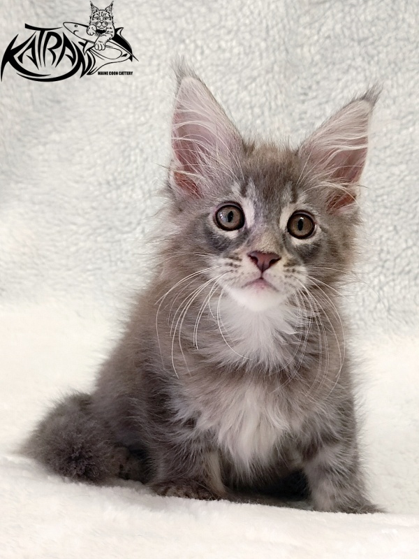Katran Quartz Beauty - Kitten maine-coon 2 months