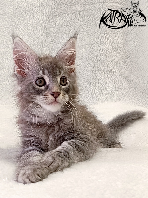 Katran Quartz Beauty - Kitten maine-coon 2 months