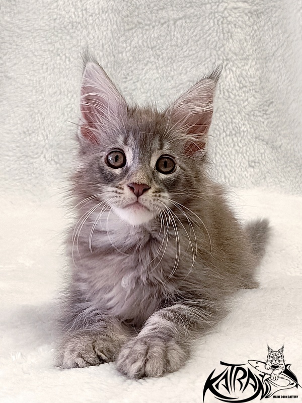 Katran Quartz Beauty - Kitten maine-coon 2 months